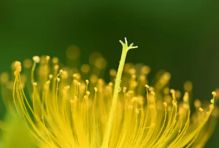 今年芒种不一般，老话说：“芒种节气有三怕”，到底怕什么？